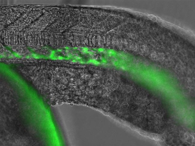 Live trangenic Zebrafish embryo expressing an endothelial protein fused with GFP imaged in transmitted light and the green fluorescent channel on the  FLoid® Cell Imaging Station (Cat.no. 4471136).